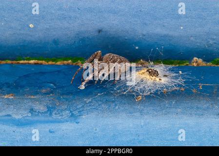 Araneus kümmert sich um seine Eier Stockfoto