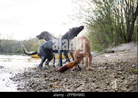 Drei Hunde, labrador Retriever, schüttelten das Wasser ab, nachdem sie im Fluss geschwommen waren, um ein Spielzeug zu holen. Stockfoto