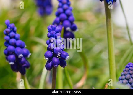 Blaue Traubenhyazinthen im Garten Stockfoto