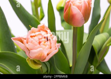 Elegante pastellrosa Dreamer Tulpen in Nahaufnahme. Frühlingstulpen. Tulpenstrauß. Stockfoto