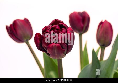 Eleganter samtiger, dunkelvioletter Palmyra-Tulpen-Frühlingsstrauß in weißer Vase auf weißem Hintergrund. Frühlingstulpen. Tulpenbouquet aus der Nähe. Stockfoto