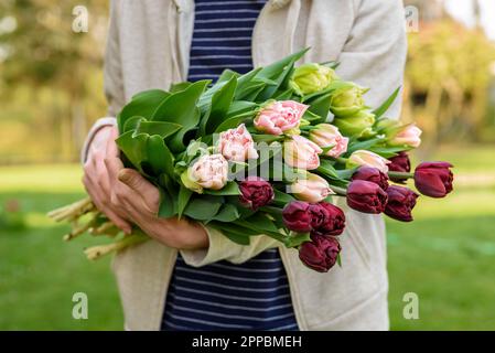 Ein Blumenzüchter, der eine Rüstung voller spezieller doppelter Tulpen in verschiedenen Farben hält. Anbau von Schnittblumen im Hintergrund. Frühling Lifestyle Blumenzucht Konzept Stockfoto