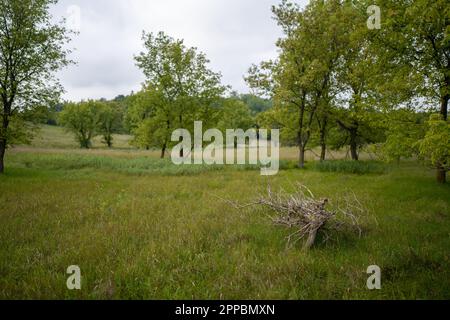 Toter Baumstumpf mitten in einer Graslandprärie mit Bäumen im Hintergrund Stockfoto