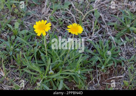 Fineleaf Fournerved Daisy, Tetraneuris linearifolia Stockfoto