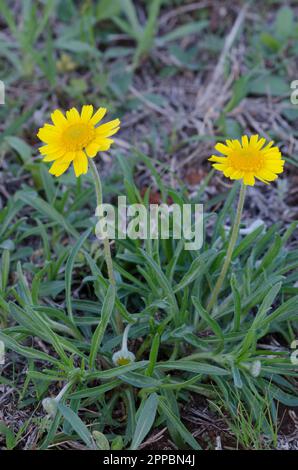 Fineleaf Fournerved Daisy, Tetraneuris linearifolia Stockfoto