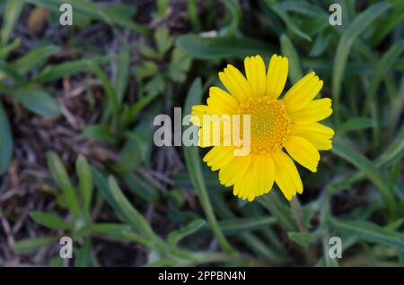 Fineleaf Fournerved Daisy, Tetraneuris linearifolia Stockfoto