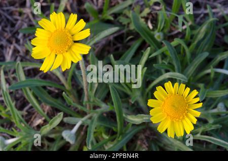 Fineleaf Fournerved Daisy, Tetraneuris linearifolia Stockfoto