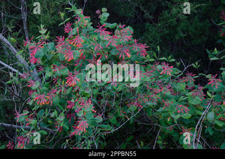 Korallenbauch, Lonicera sempervirens Stockfoto