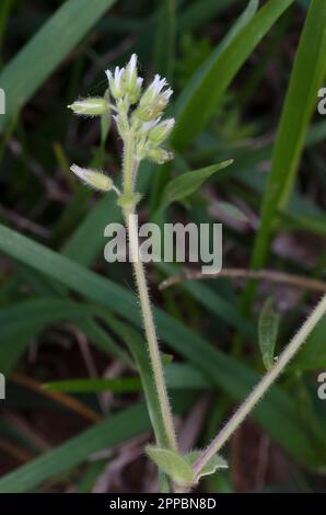 Klebriges Hühnchen, Cerastium glomeratum Stockfoto