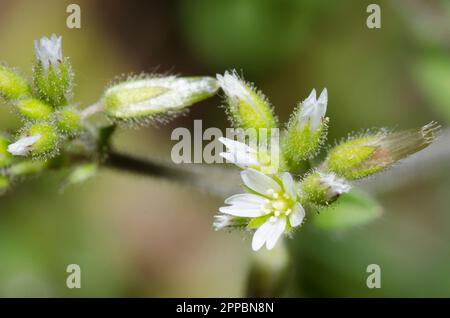 Klebriges Hühnchen, Cerastium glomeratum Stockfoto