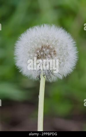 Löwenzahn, Taraxacum officinale, Fruchtkopf Stockfoto