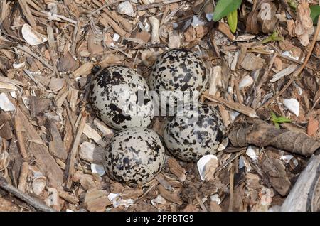 Killdeer, Charadrius vociferus, Nest mit vier Eiern Stockfoto