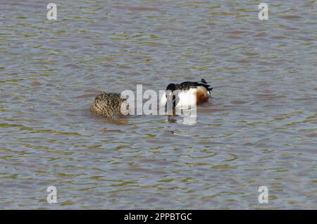 Northern Shovelers, Spatula clypeata, männliche und weibliche Spatel Stockfoto