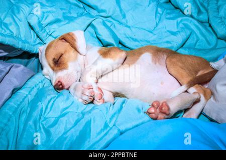 Brauner und weißer Pitbull Terrier Welpe, Kapstadt, Südafrika Stockfoto