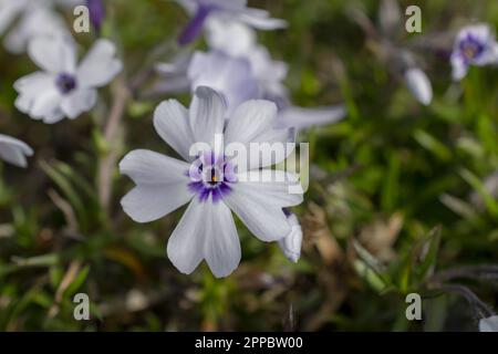 Weiß mit blauem Moos-Phlox Bayern. Hochwertiges Foto Stockfoto