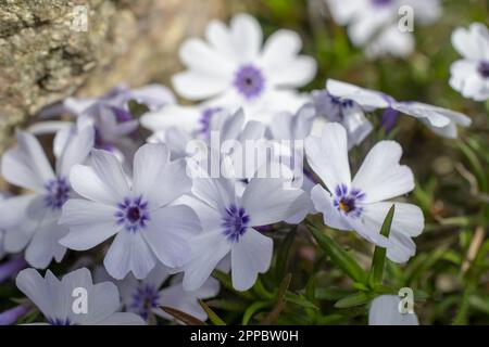 Weiß mit blauem Moos-Phlox Bayern. Hochwertiges Foto Stockfoto