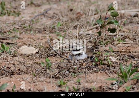 Killdeer, Charadrius vociferus, sitzt auf dem Nest Stockfoto