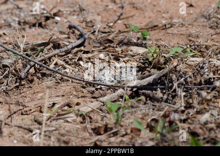 Killdeer, Charadrius vociferus, Nest mit vier Eiern Stockfoto