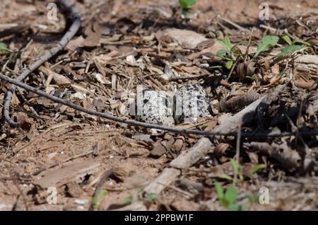 Killdeer, Charadrius vociferus, Nest mit vier Eiern Stockfoto