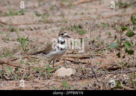 Killdeer, Charadrius vociferus, nähert sich dem Nest Stockfoto