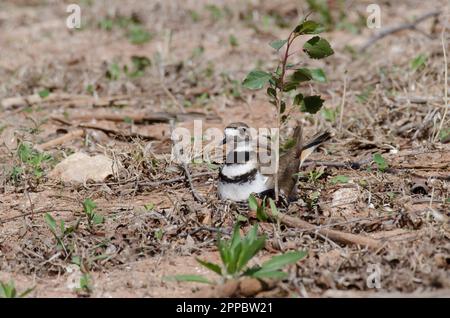 Killdeer, Charadrius vociferus, sitzt auf dem Nest Stockfoto