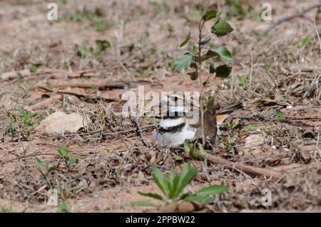 Killdeer, Charadrius vociferus, sitzt auf dem Nest Stockfoto