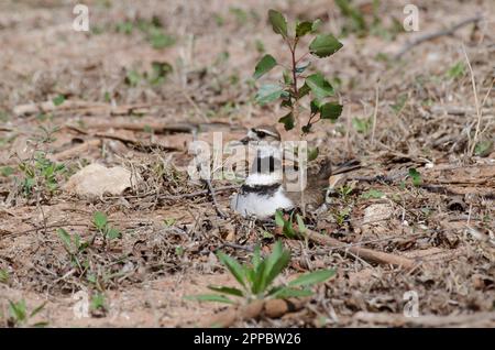 Killdeer, Charadrius vociferus, sitzt auf dem Nest Stockfoto