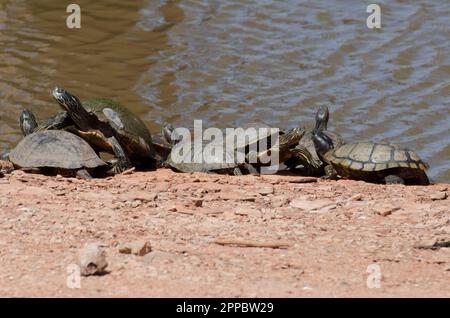 Rotohr-Slider (Trachemys scripta elegans), Eastern River Cooter (Pseudemys concinna concinna) und Ouachita Map Turtle (Graptemys ouachitensis) Stockfoto