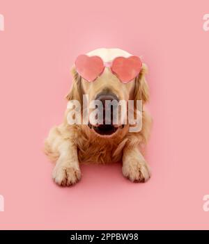 Lustiger labrador Retriever Welpe trägt eine Sonnenbrille mit Herzdesign und feiert valentinstag, Sommer oder Geburtstag. Isoliert auf pinkfarbenem Pastellhintergrund Stockfoto