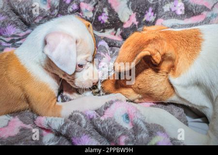 Brauner und weißer Jack Russel und Pitbull Terrier Hündchen spielen in Kapstadt, Südafrika Stockfoto