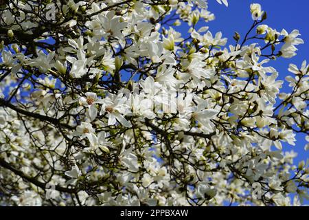 Magnolia, Dresden, Deutschland. Stockfoto