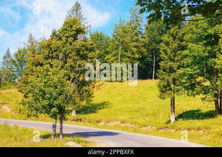 Die leere Straße führt durch eine friedliche Landschaft mit weiten Feldern und ruhigen Wiesen. Eine ruhige Reise bietet eine malerische Route durch die ländliche Gegend Stockfoto