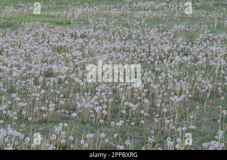 Löwenzahn, Taraxacum officinale, Fruchtköpfe Stockfoto