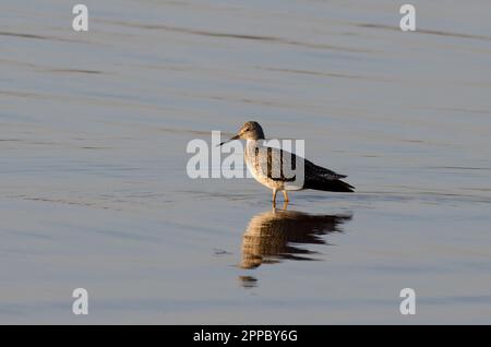 GroßYellowlegs, Tringa melanoleuca, im Spätlicht Stockfoto