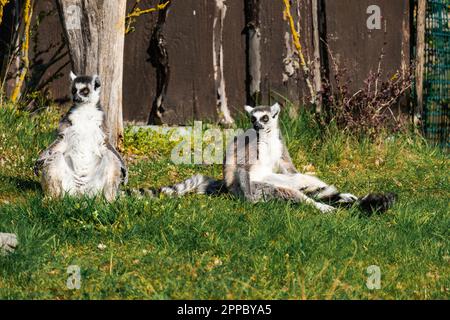 Zwei Lemuren, die die Sonne genießen Stockfoto