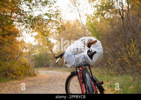 Müllsack auf einem Fahrrad im Wald im Herbst, Müllsammlung im Wald in der Ukraine Stockfoto