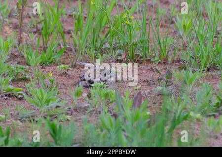 Killdeer, Charadrius vociferus, Nest mit frisch geschlüpften Küken Stockfoto