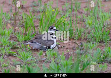 Killdeer, Charadrius vociferus, sitzt auf einem Nest mit frisch geschlüpften Küken Stockfoto