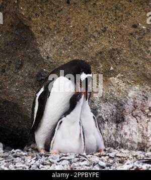 Eine Gruppe von Adelie-Pinguinen versammelt sich um eine eisige Spalte an einer felsigen Küste Stockfoto
