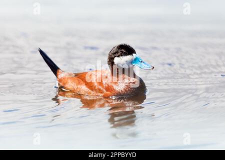 Eine Ruddy-Ente, die in einem See in der Karibik schwimmt Stockfoto