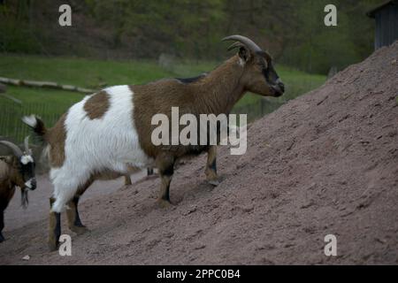 Afrikanischer Pygmäe. Westafrikanischer Zwerg oder Zwergziege. Hochwertiges Foto Stockfoto