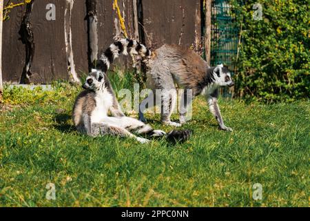 Zwei Lemuren, die die Sonne genießen Stockfoto