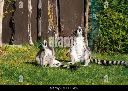 Zwei Lemuren, die die Sonne genießen Stockfoto