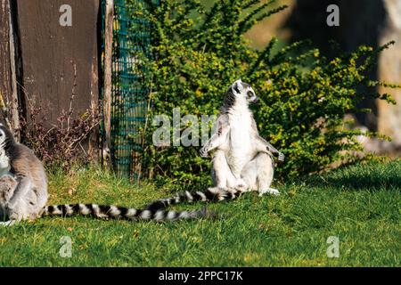 Zwei Lemuren, die die Sonne genießen Stockfoto