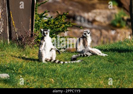 Zwei Lemuren, die die Sonne genießen Stockfoto