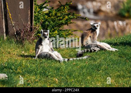 Zwei Lemuren, die die Sonne genießen Stockfoto