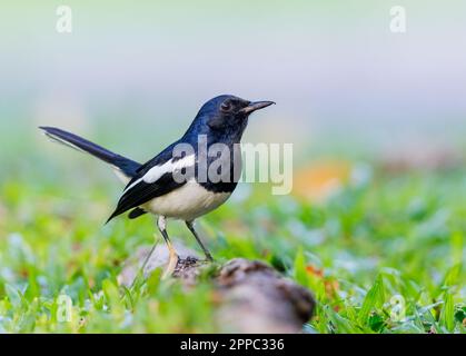 Oriental Magpie Robin auf einer Baumwurzel Stockfoto