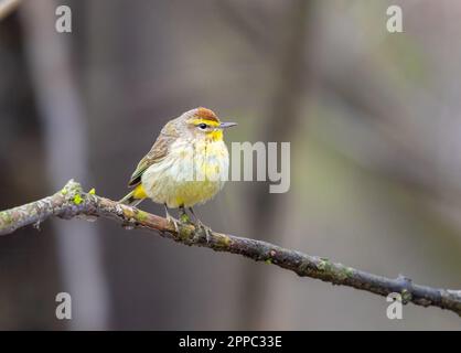 Ein Plam Warbler auf einem Ast Stockfoto