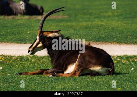 Die Zobelantilope (Hippotragus niger) liegt an einem sonnigen Tag auf dem Gras Stockfoto