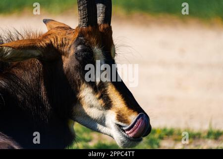 Nahaufnahme der Zobelantilope (Hippotragus niger) an einem sonnigen Tag Stockfoto